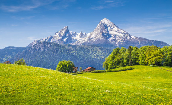 Idyllic landscape in the Alps with fresh green meadows and blooming flowers and snowcapped mountain tops in the background, Nationalpark Berchtesgadener Land, Bavaria, Germany